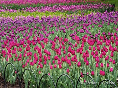 2013 Canadian Tulip Festival_DSCF02349.jpg - Photographed at the 2013 Canadian Tulip Festival in Ottawa, Ontario, Canada.